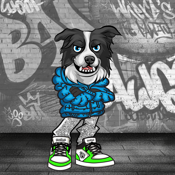 Border Collie 0154