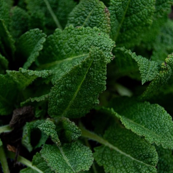 #174 green leaves in close up photography