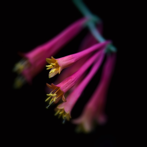 Honeysuckle