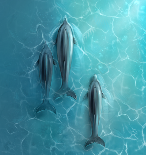 DOLPHINS