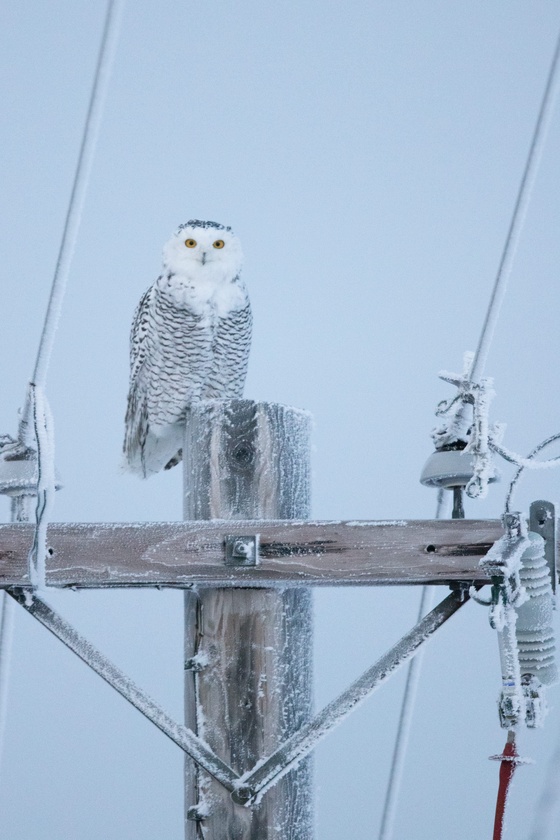 Rumors of Arctic Belonging - Snowy Owl on Power Poles, Utqiagvik