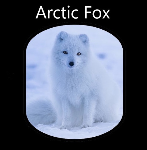 Arctic Fox