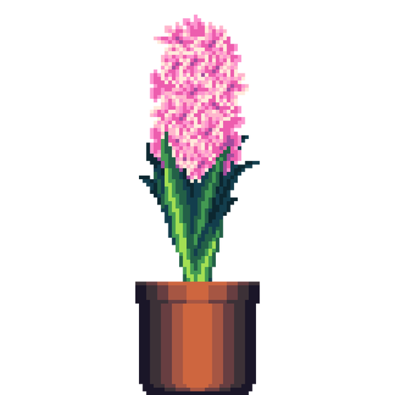 Pink Hyacinth in Large Clay pot