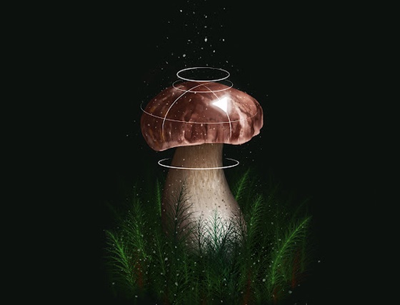 This Mushroom is Safe