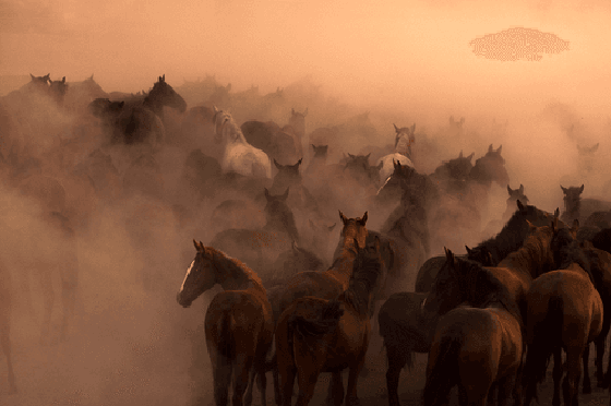 Edit The Purest Form Of Wild Horses_3 