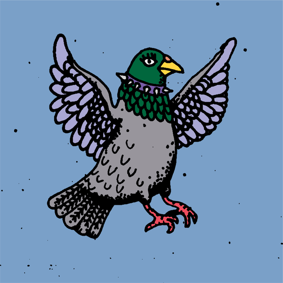 Hood Pigeon #1516