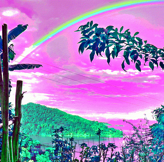 PSYCHEDELIC AFTERNOON IN THE BACKYARD