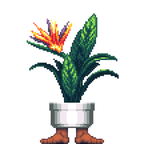 Bird of Paradise in Feet pot