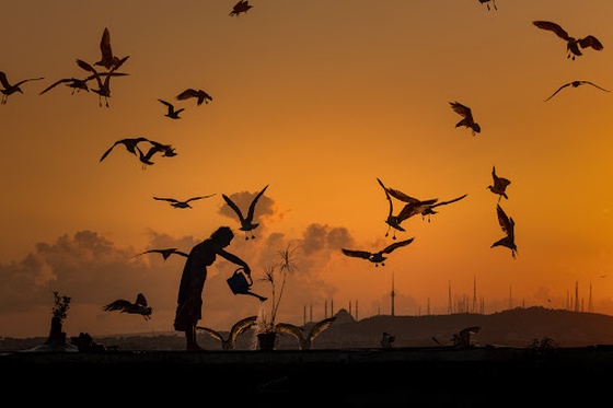 woman and seagulls