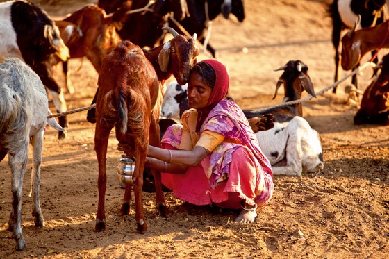 The milking of goats in the morning; Hampi, Karnataka #5/8