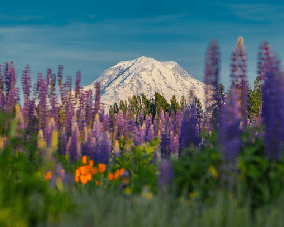 Mount Rainier #9