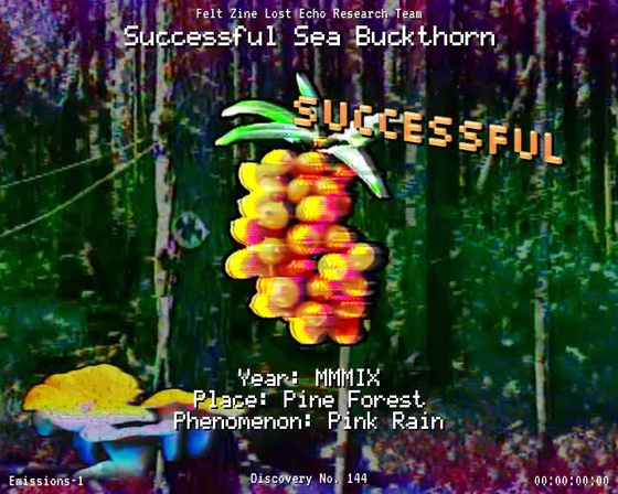 #144 | Successful Sea Buckthorn