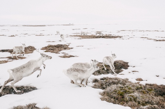 Rumors of Arctic Belonging - Teshekpuk Hopscotch, Alaska