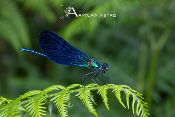 Beautiful Demoiselle