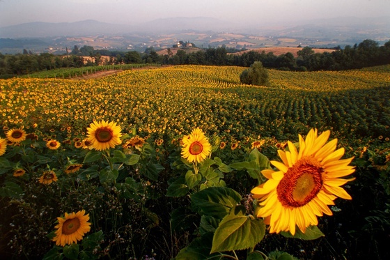 Sunflowers of Buonconvento