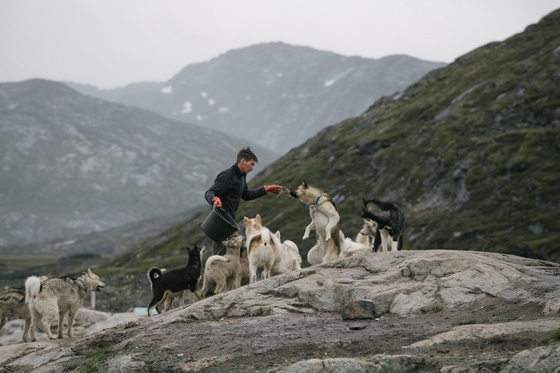 Rumors of Arctic Belonging - Feeding Time, Ilulissat