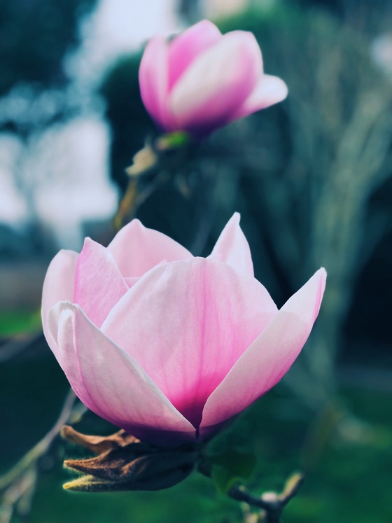 Spring Magnolia