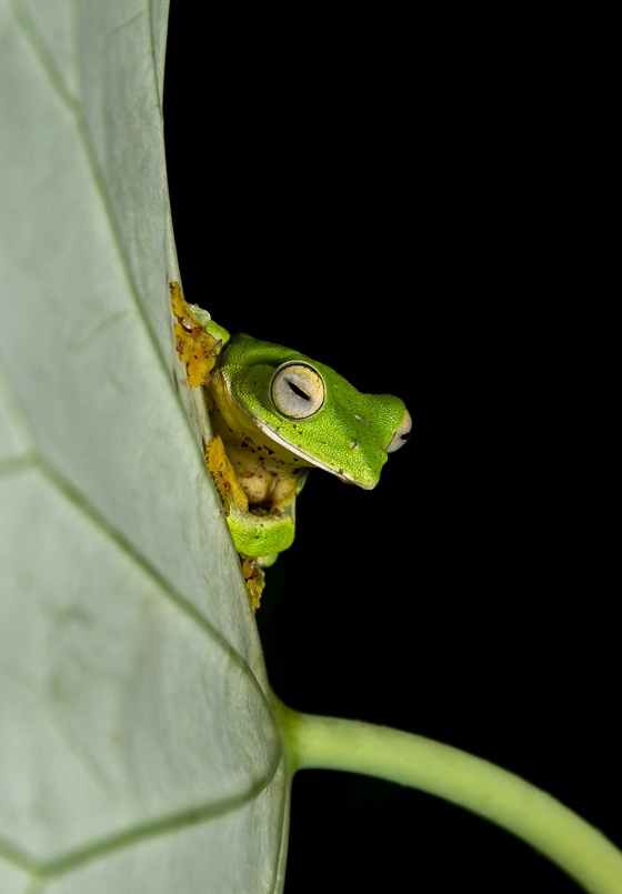 The Green Glider