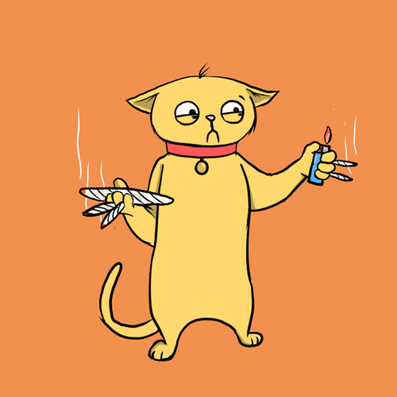 Blazed Cat #6801