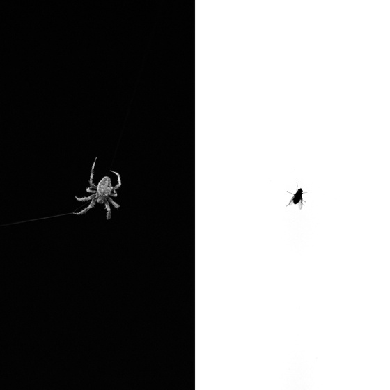 The Spider & The Fly