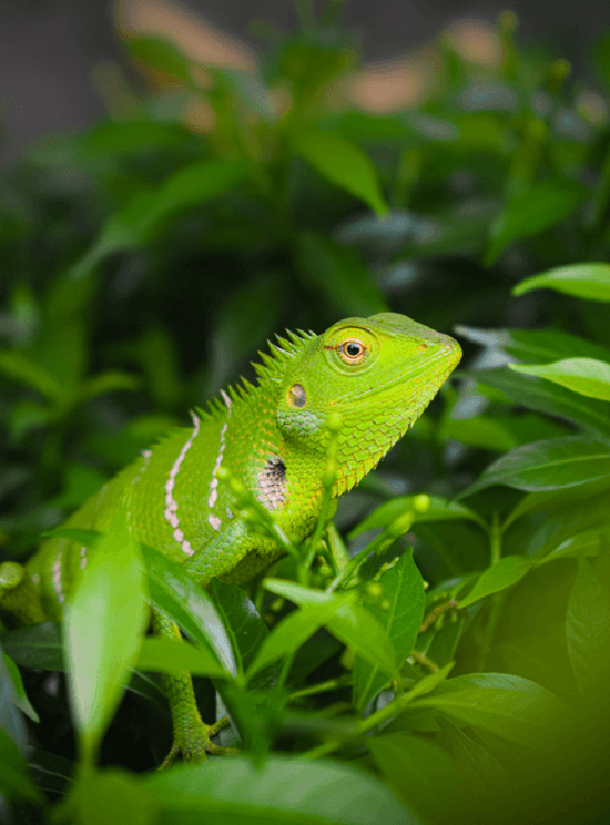 Green Dragon #003