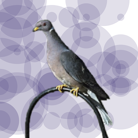 Seamorphus Pigeon #36