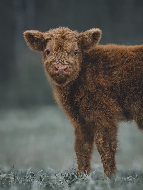 Cuteness in the rain