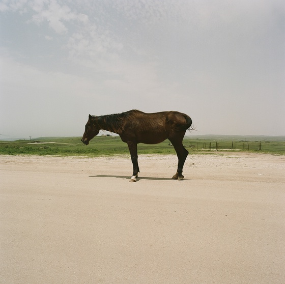 A Horse On The Road.