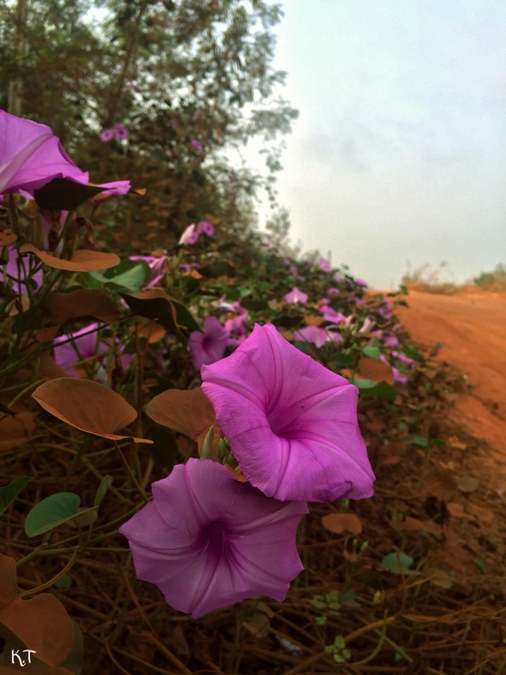 Flowers in the rough