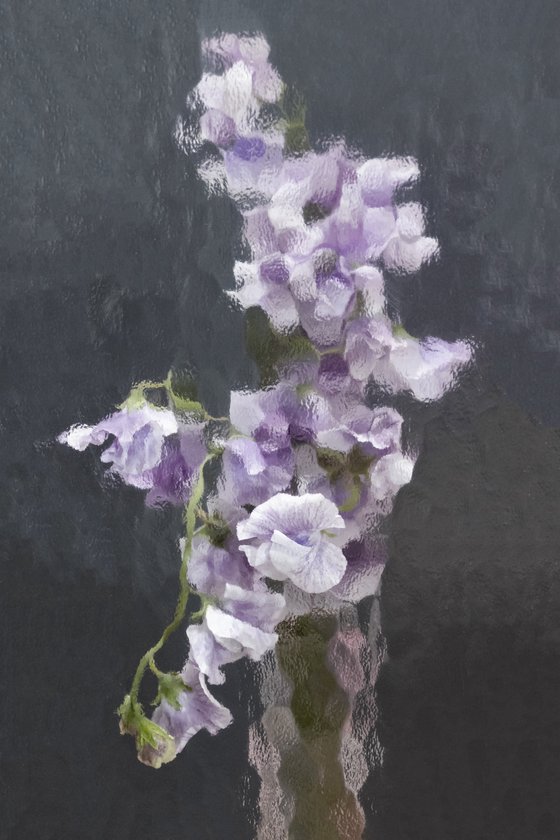 Lilac Sweet Peas