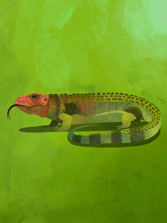 Caiman Lizard