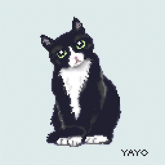 YAYO TUXEDO CAT