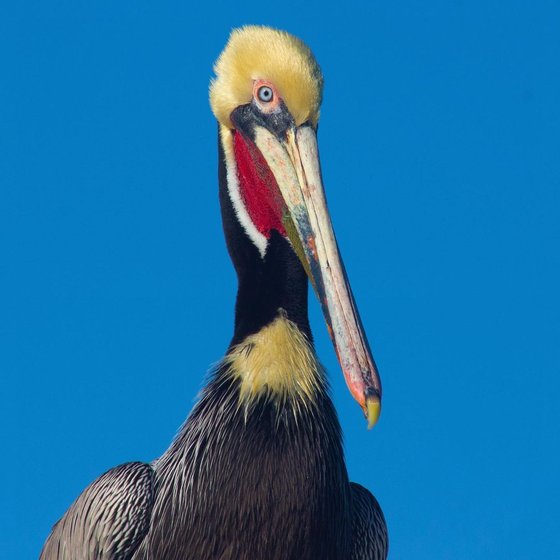 James - The California Brown Pelican