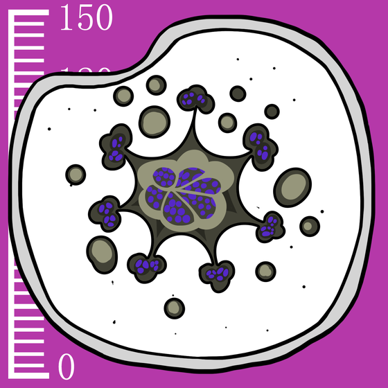 255