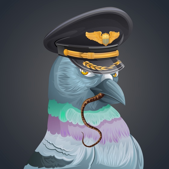 #336 Pigeon