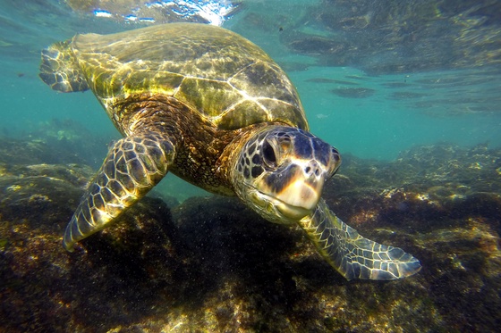 Napili Honu