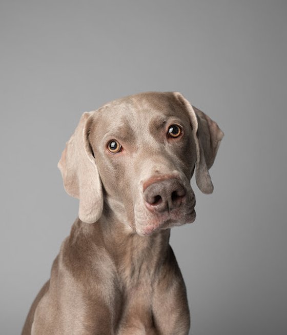 Weimaraner #152