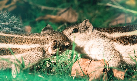 Palm Squirrel