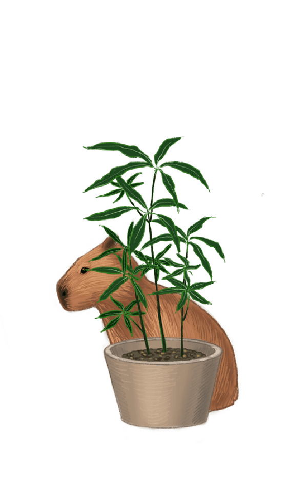 Where's the capybara(Aralia)