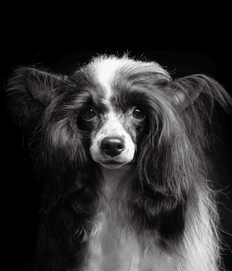 Chinese Crested Powderpuff #DA161