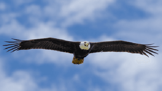 Bald Eagle #13