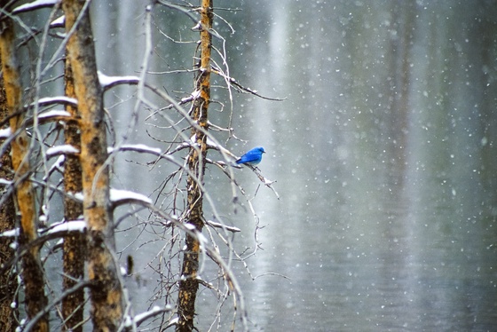 Million Dollar Bluebird #22