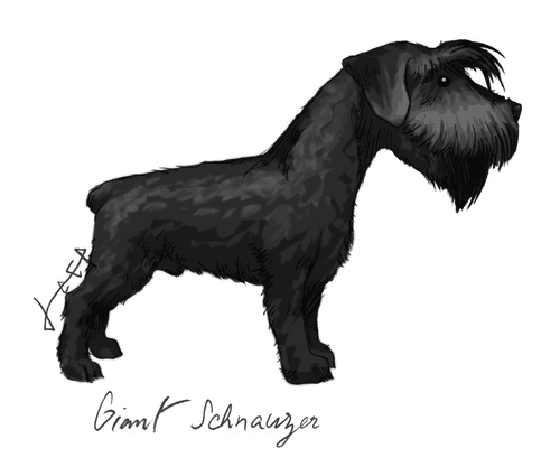 Giant Schnauzer