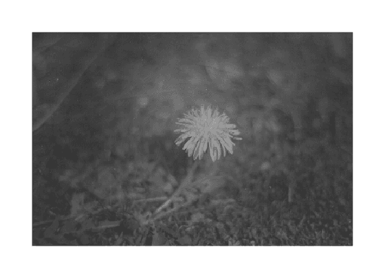 A dandelion