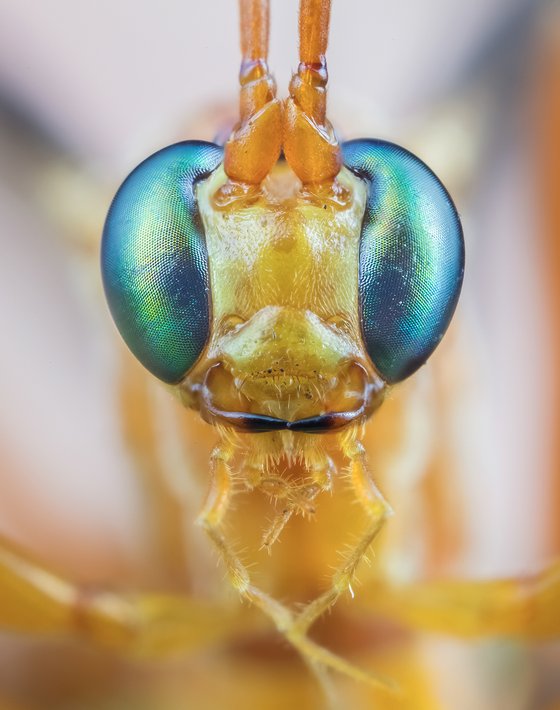 THE ICHNEUMON WASP: MATT DOOGUE