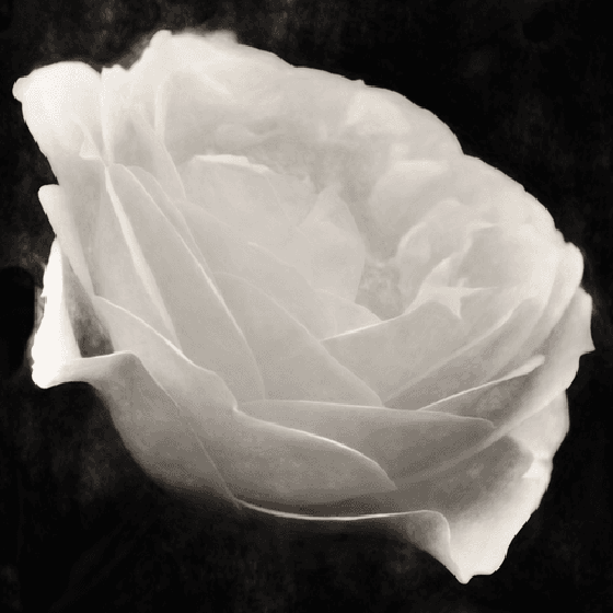 Rose Silver Gel - Fine Art